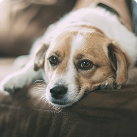 red and white dog.