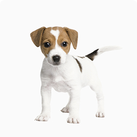 jack russell puppy.