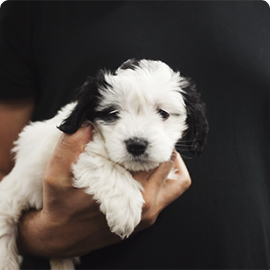 black and white puppy.