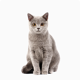 light grey cat.